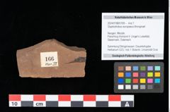 Foto (Objekt + Etikett) von Glyptostrobus europaeus Brongniart (NHMW-GEO-2024-0188-0166)